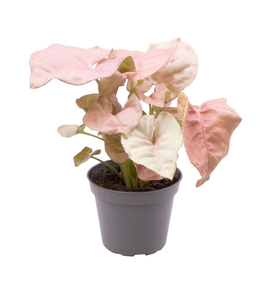 Syngonium 6cm Neon - Green Plant The Horti House