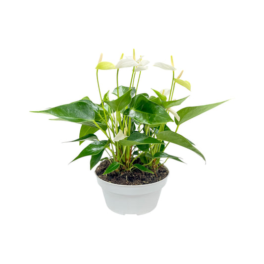 Table Anthurium 17cm White Angled View