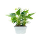 Table Anthurium 17cm White Front View