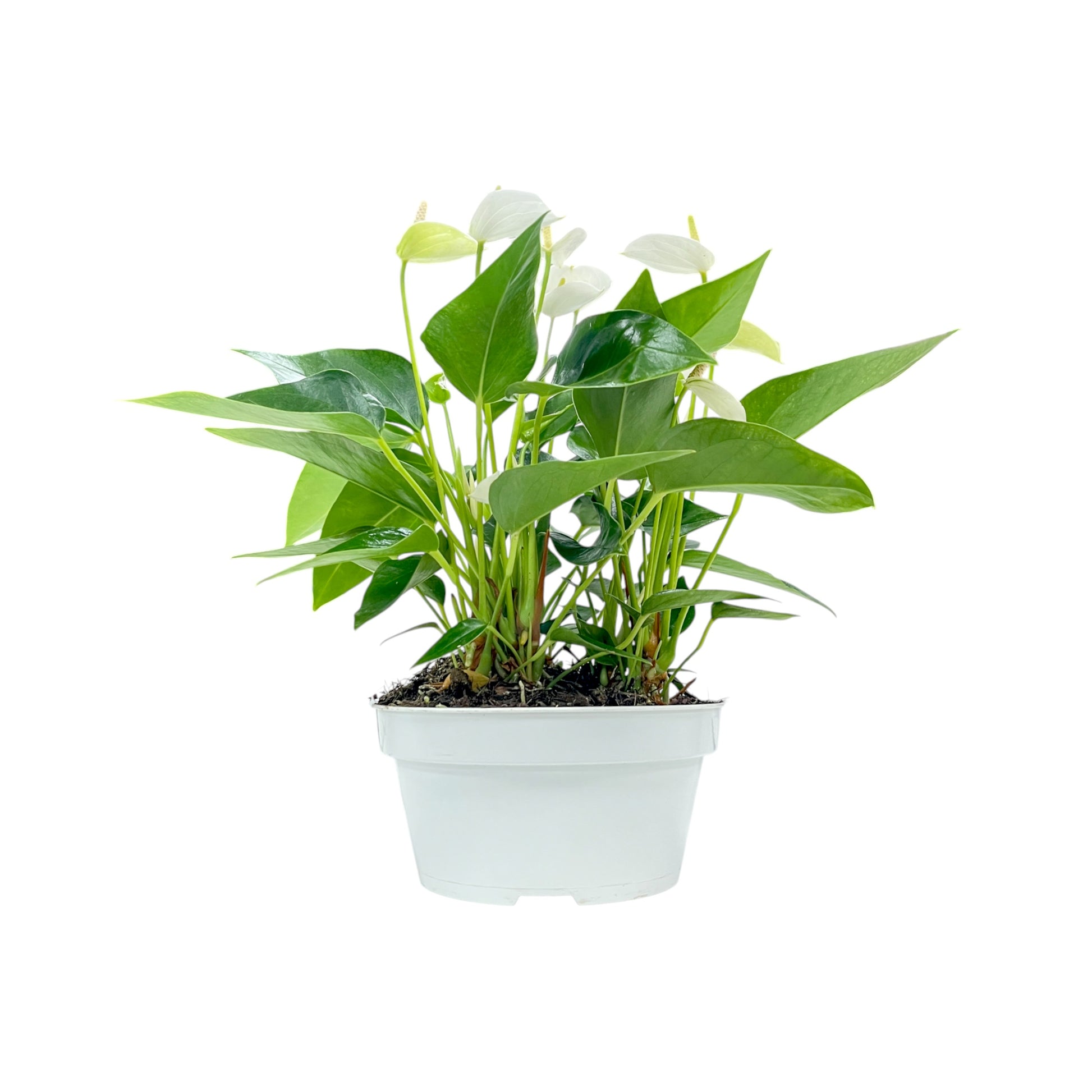 Table Anthurium 17cm White Front View