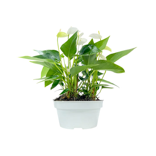 Table Anthurium 17cm White Front View