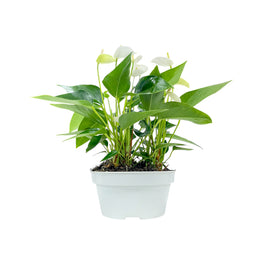 Table Anthurium 17cm White Front View