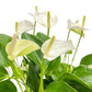 Table Anthurium 17cm White Petal Detail