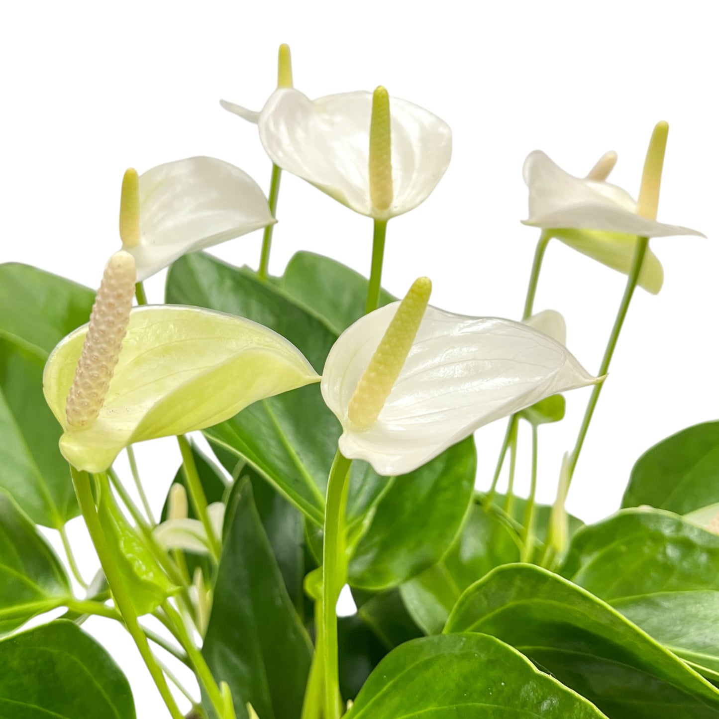 Table Anthurium 17cm White Petal Detail