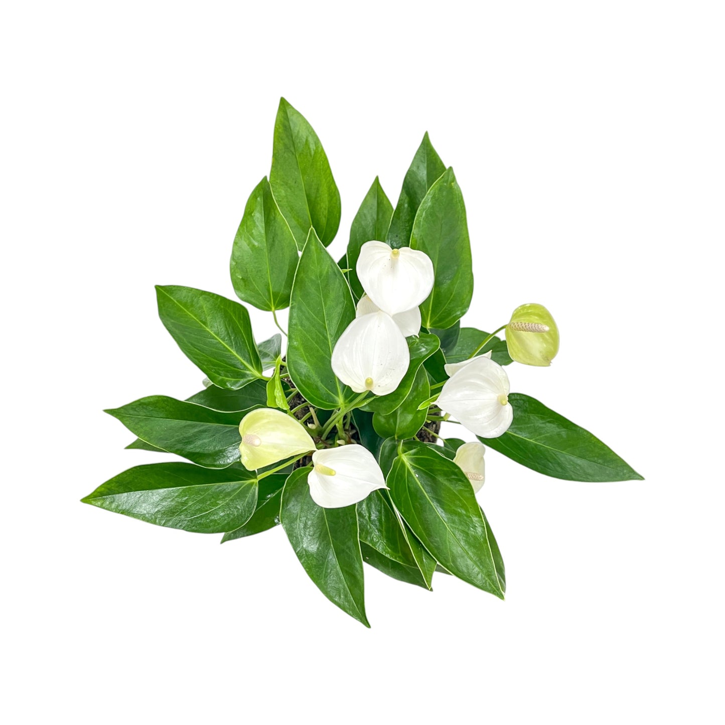 Table Anthurium 17cm White Top View