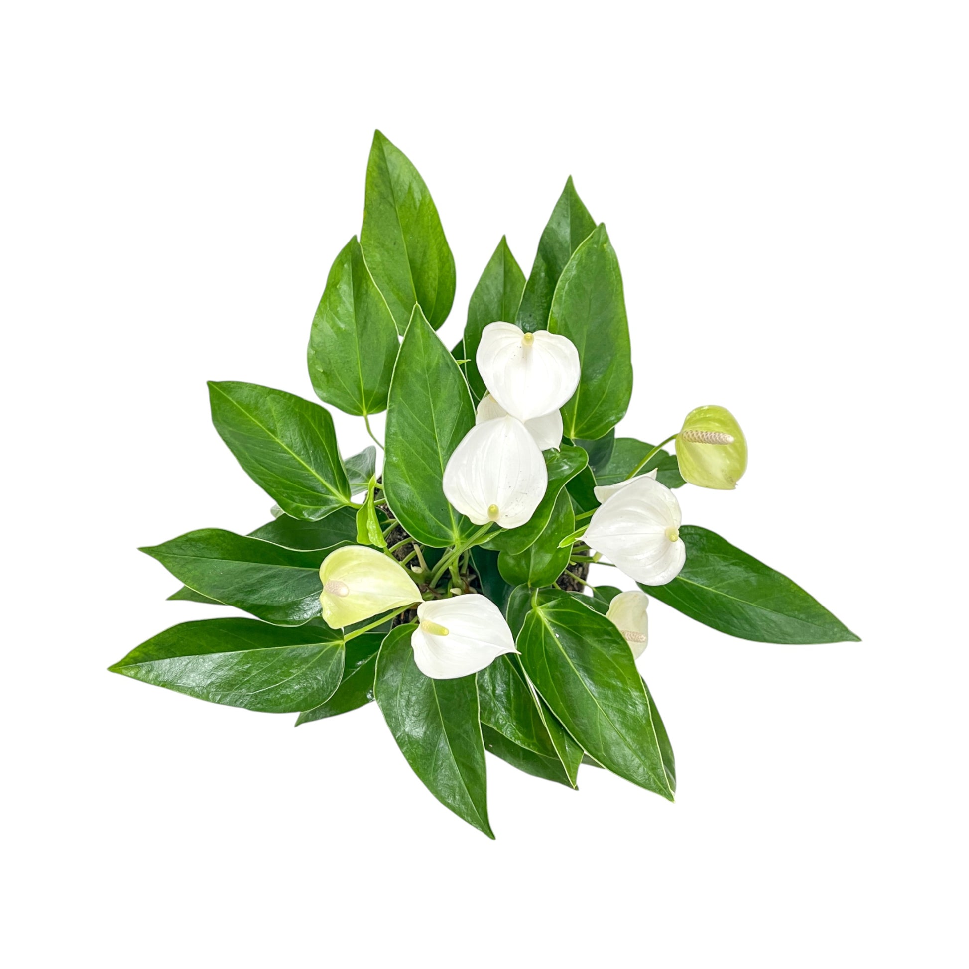 Table Anthurium 17cm White Top View