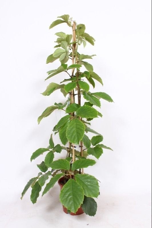Tetrastigma 27cm Voinierianum - Foliage The Horti House