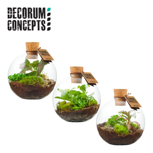 Terrarium 12.5cm Orcus - Green Plant The Horti House