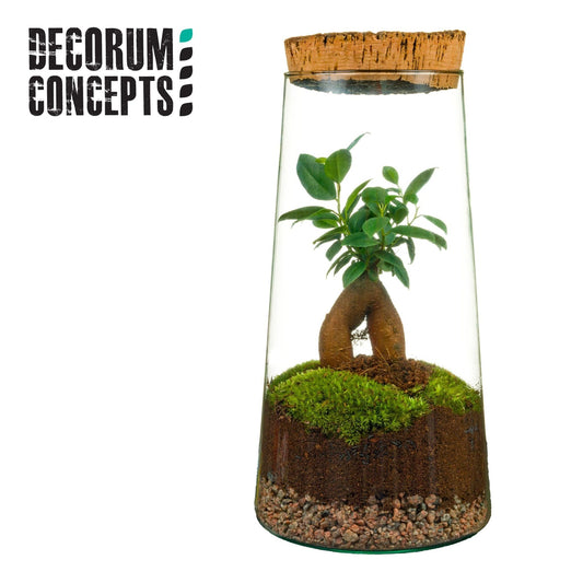 Terrarium 15cm Triton - Green Plant The Horti House