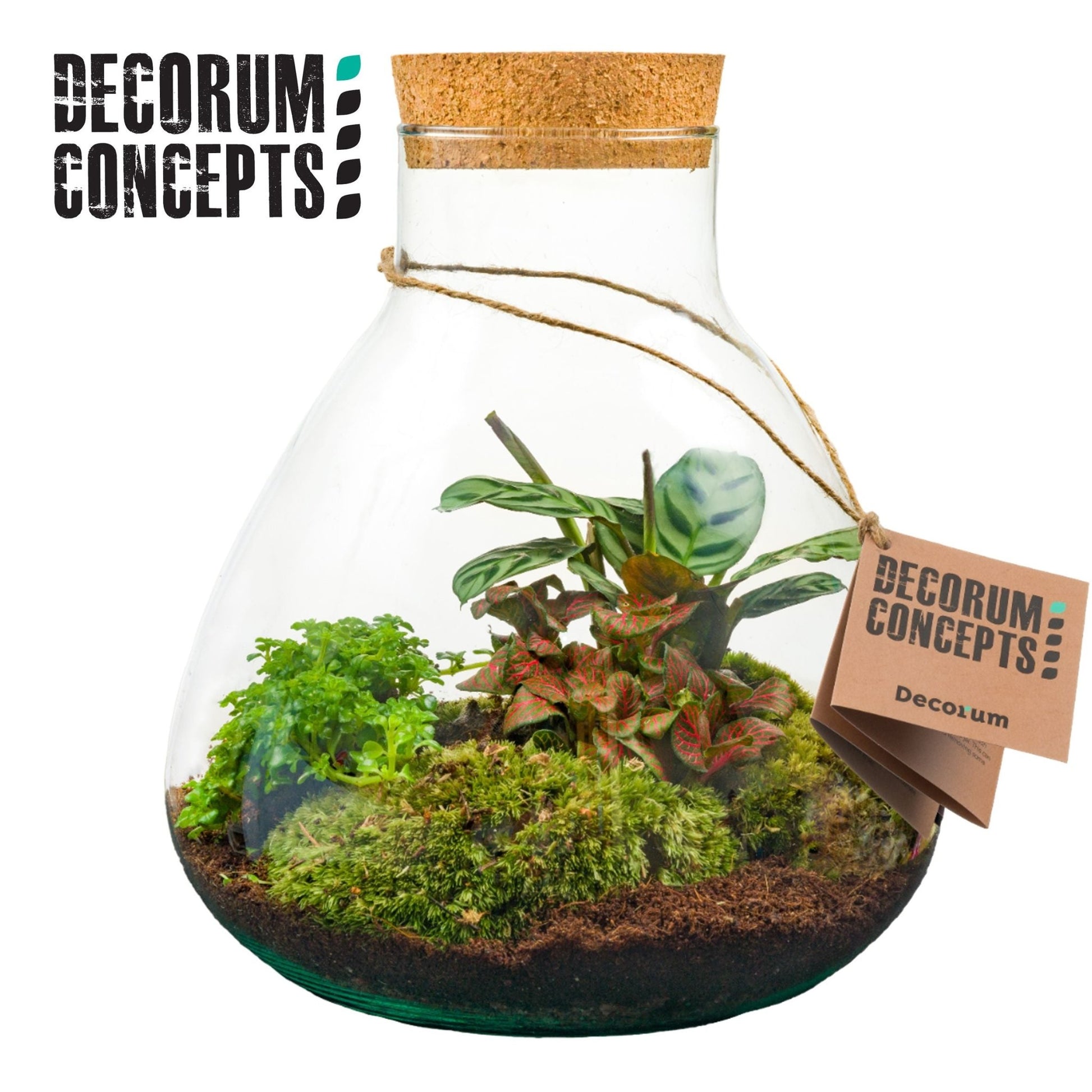 Terrarium 19cm Erlenmeyer Medium - Green Plant The Horti House