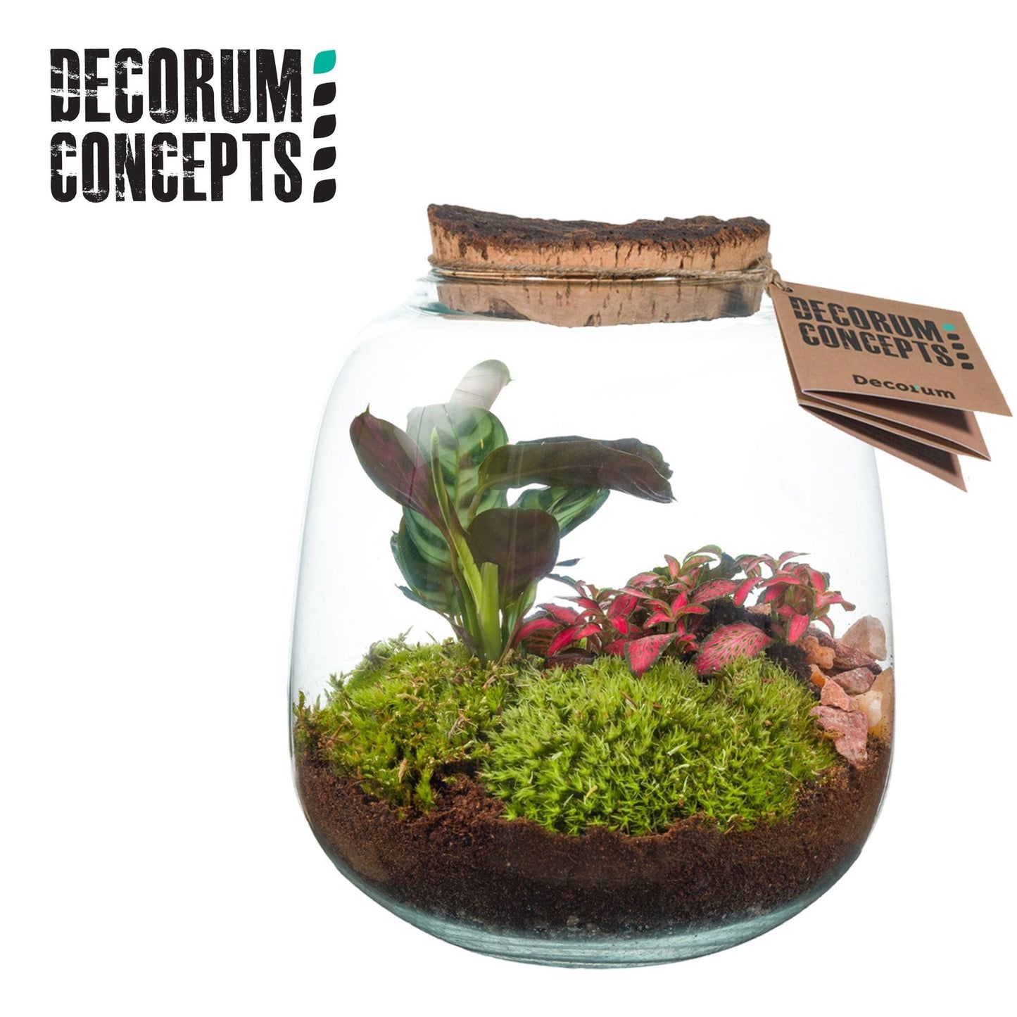 Terrarium 19cm Hyperion - Green Plant The Horti House