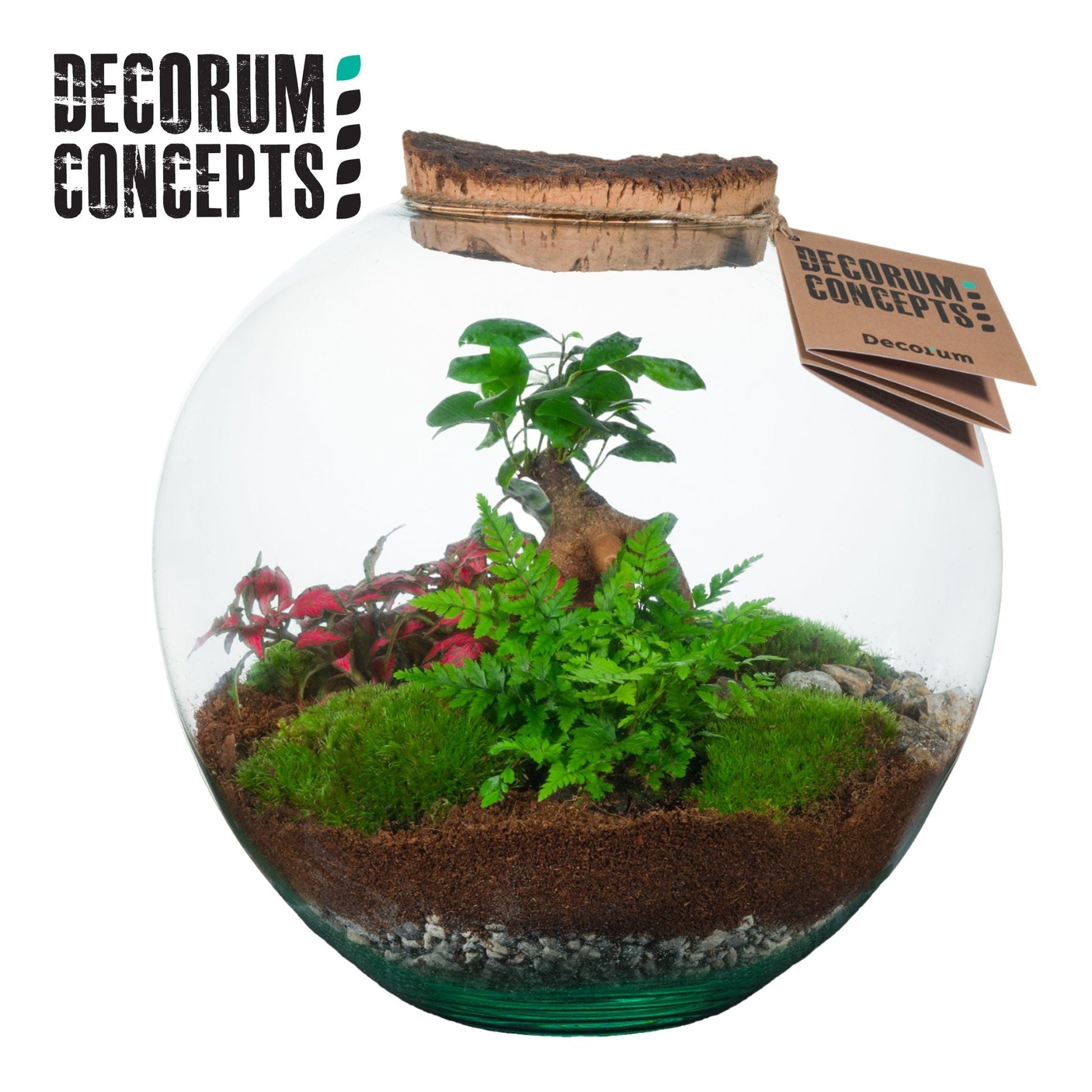 Terrarium 27cm Moon medium - Green Plant The Horti House