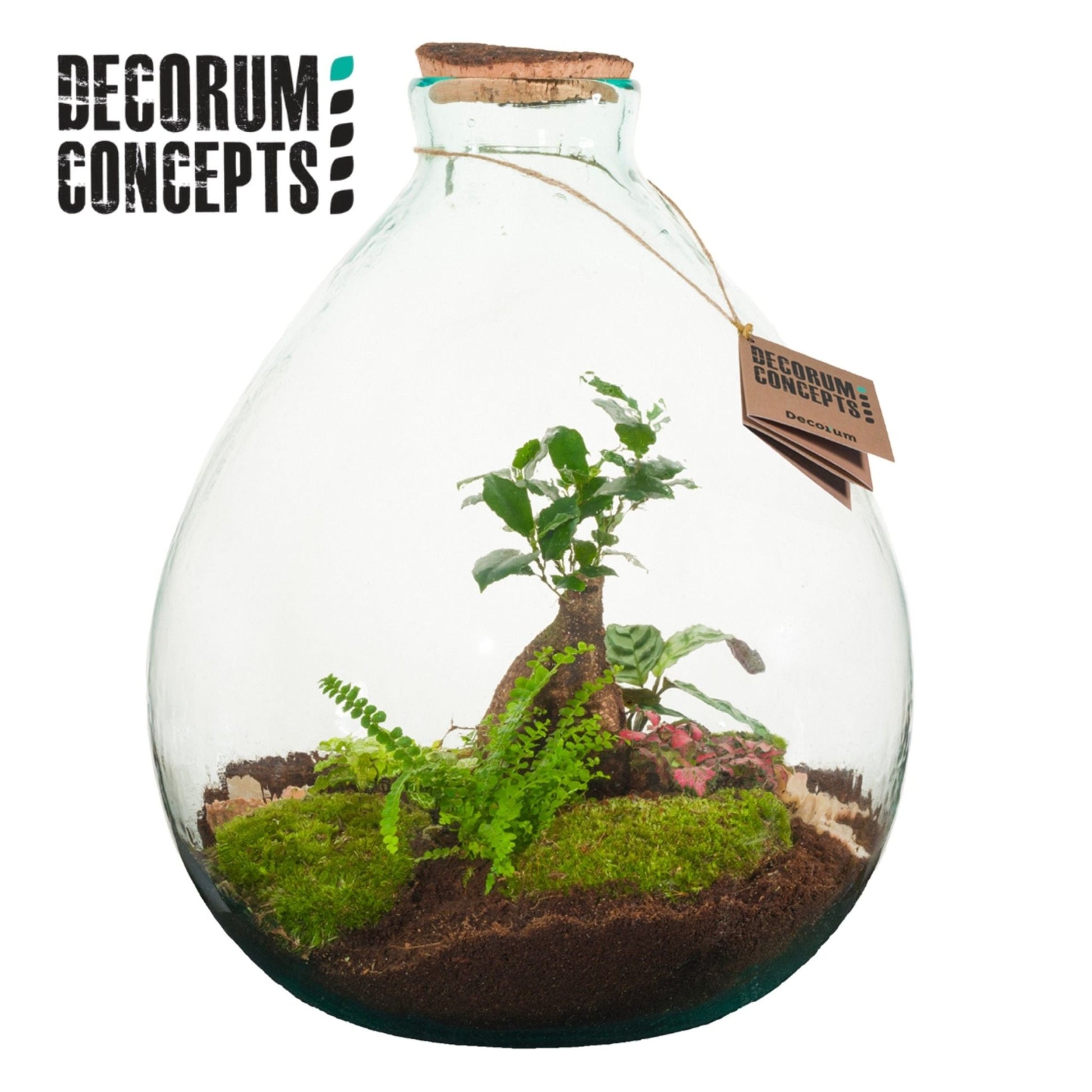 Terrarium 36cm Galaxy Medium - Green Plant The Horti House