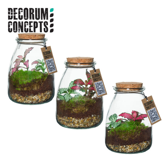 Terrarium 9cm IO - Green Plant The Horti House