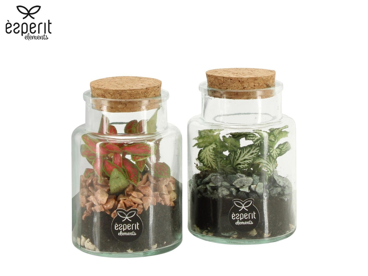 Terrarium Arrangement 90834 - Mix The Horti House