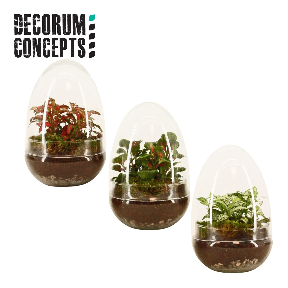 Terrarium Egg - Mix The Horti House
