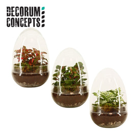 Terrarium Egg - Mix The Horti House