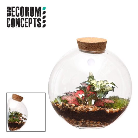 Terrarium Juno - Mix The Horti House