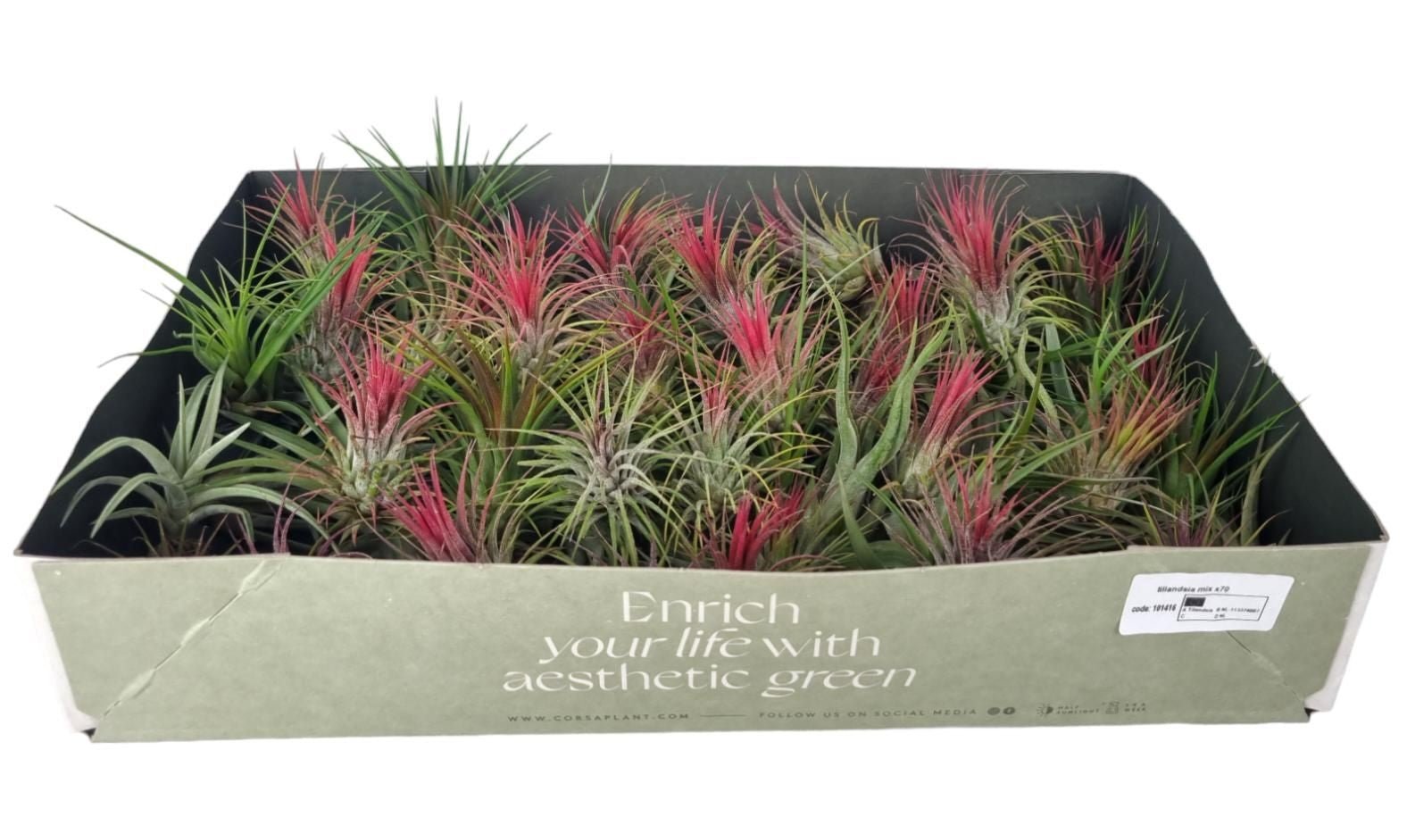 Tillandsia 4cm Air Plant - Airplants The Horti House
