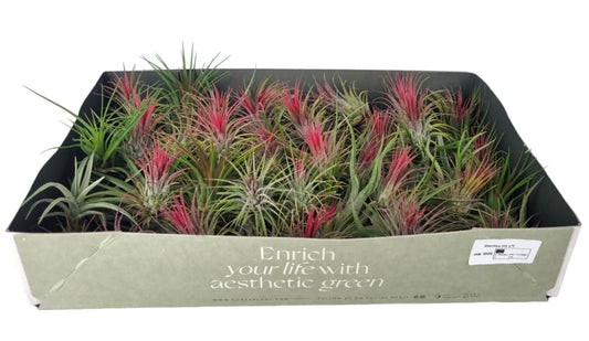 Tillandsia 4cm Air Plant - Airplants The Horti House