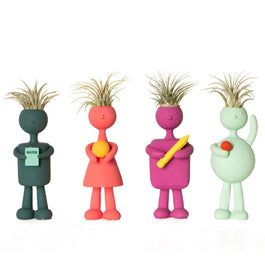 Tillandsia 4cm School Kids - Airplants The Horti House