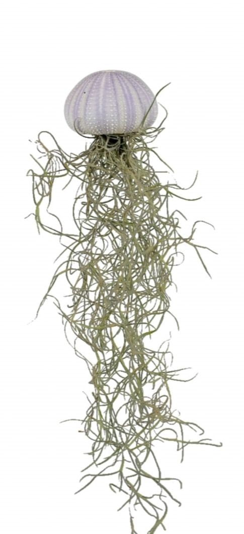 Tillandsia 5cm Sea Urchin