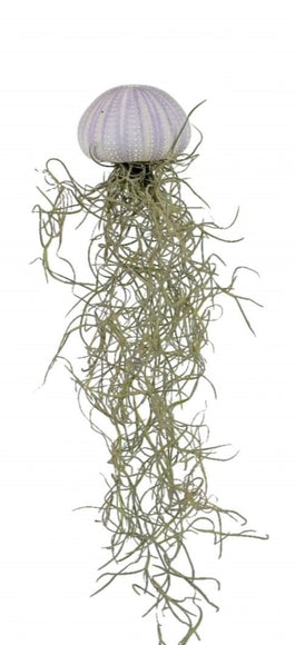 Tillandsia 5cm Sea Urchin - Airplants The Horti House