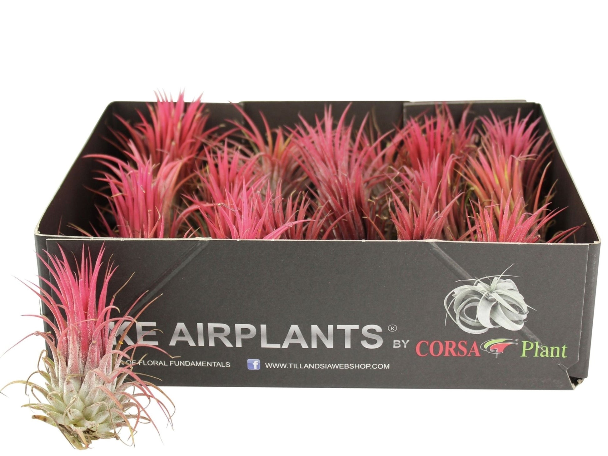 Tillandsia 6cm Ionantha Red - Airplants The Horti House