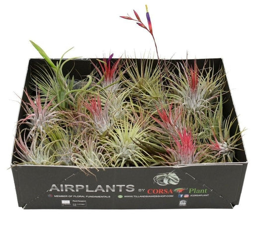 Tillandsia 6cm Mix - Airplants The Horti House
