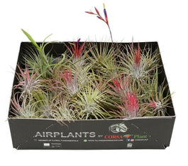 Tillandsia 6cm Mix - Airplants The Horti House