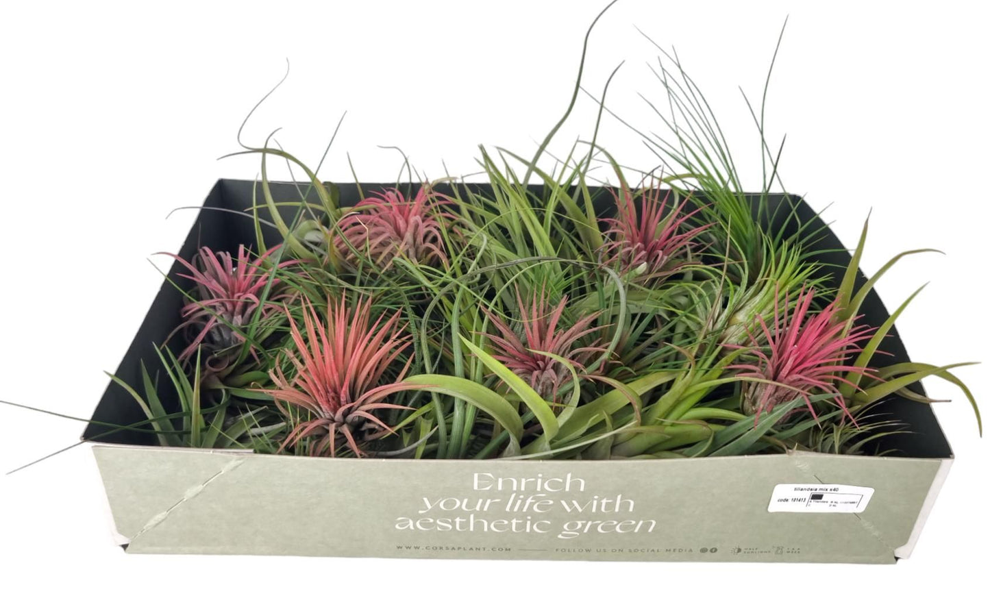 Tillandsia 8cm Mix - Green Plant The Horti House