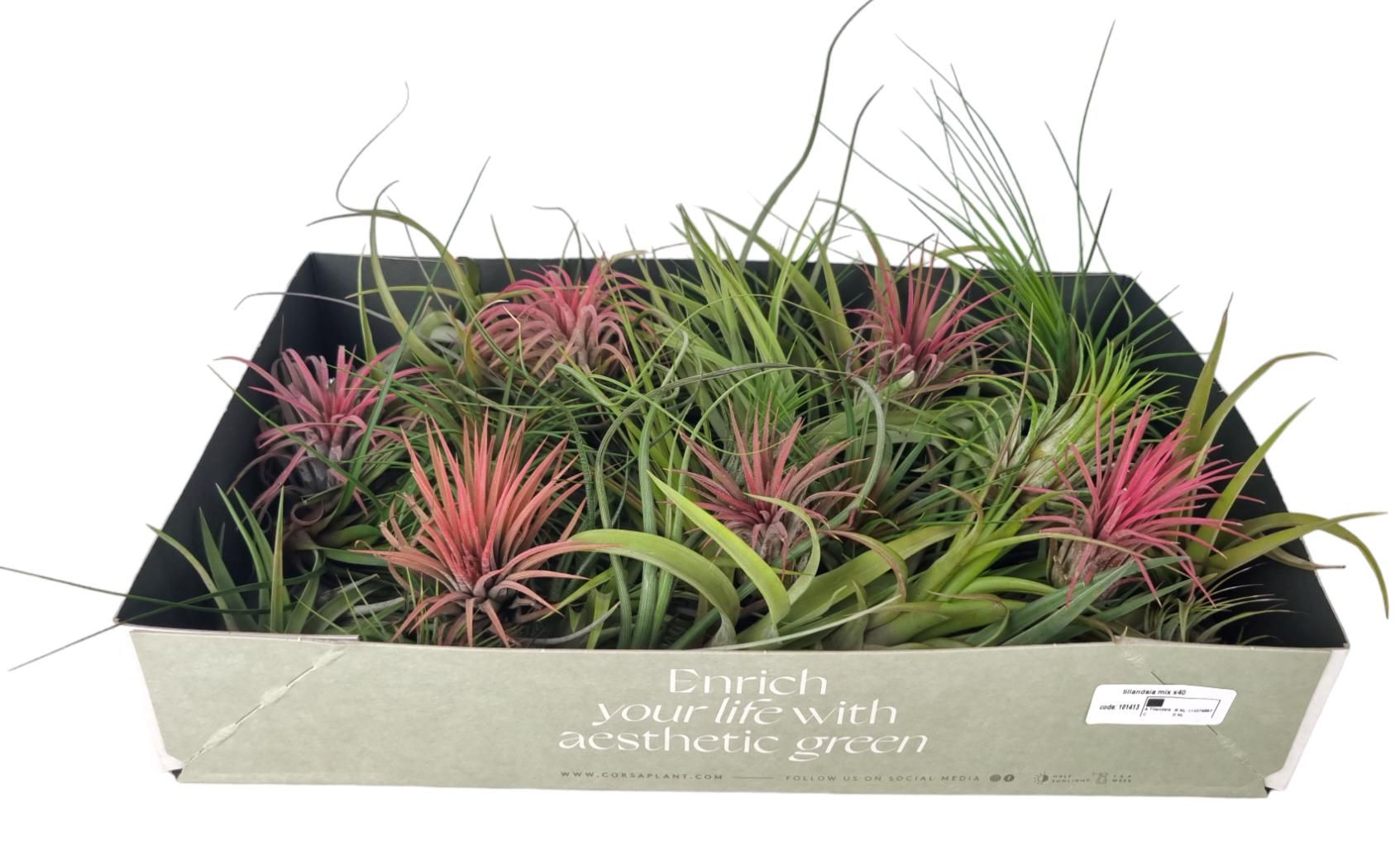 Tillandsia 8cm Mix - Green Plant The Horti House