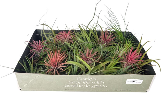 Tillandsia 8cm Mix - Green Plant The Horti House