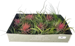 Tillandsia 8cm Mix - Green Plant The Horti House
