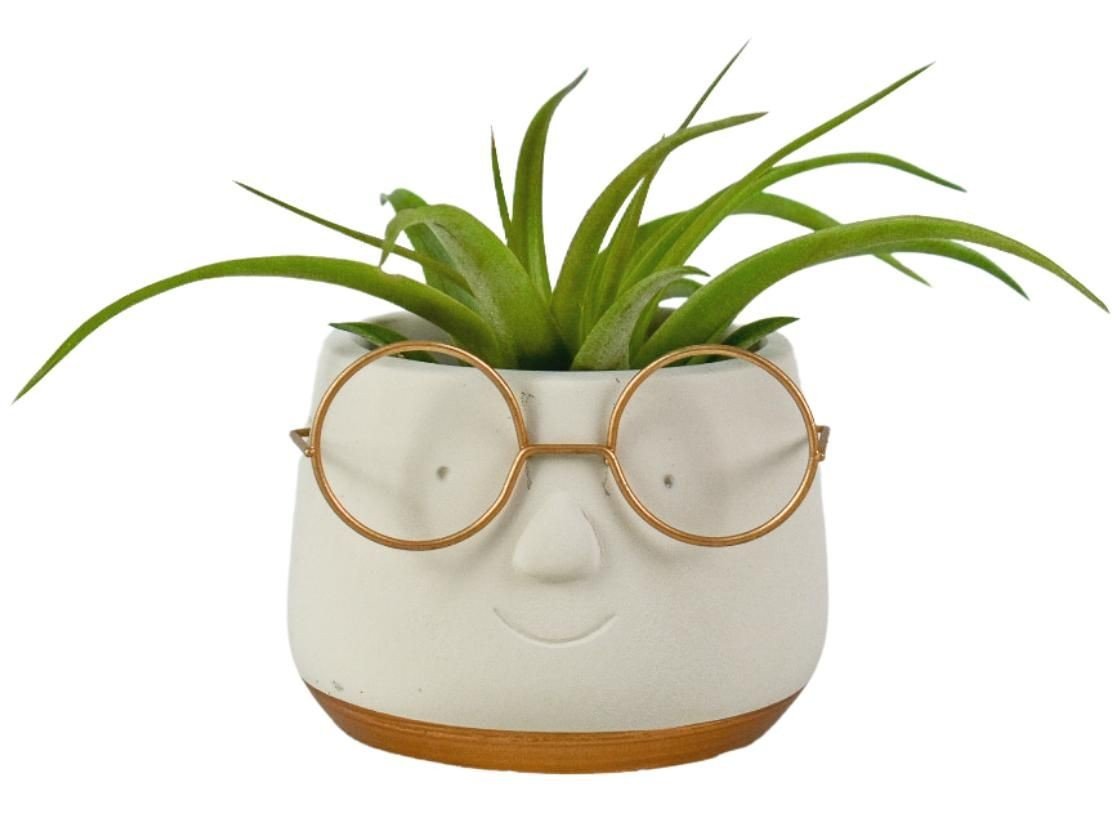 Tillandsia 8cm in Ceramic - Airplants The Horti House