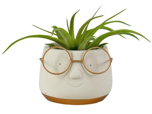 Tillandsia 8cm in Ceramic - Airplants The Horti House