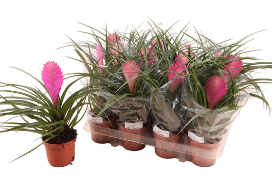 Tillandsia 9cm Cyanea - Green Plant The Horti House