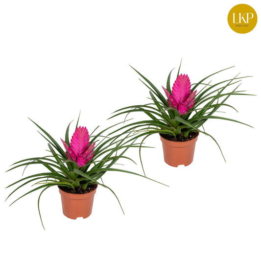 Tillandsia 9cm Josee - Flowering The Horti House