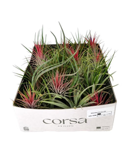 Tillandsia CS Mix - Airplant The Horti House
