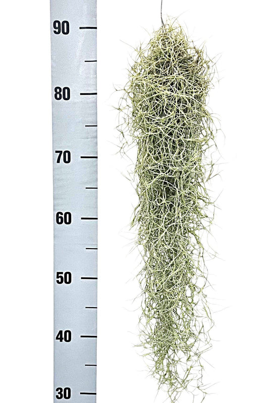Tillandsia usneoidu - Airplants The Horti House