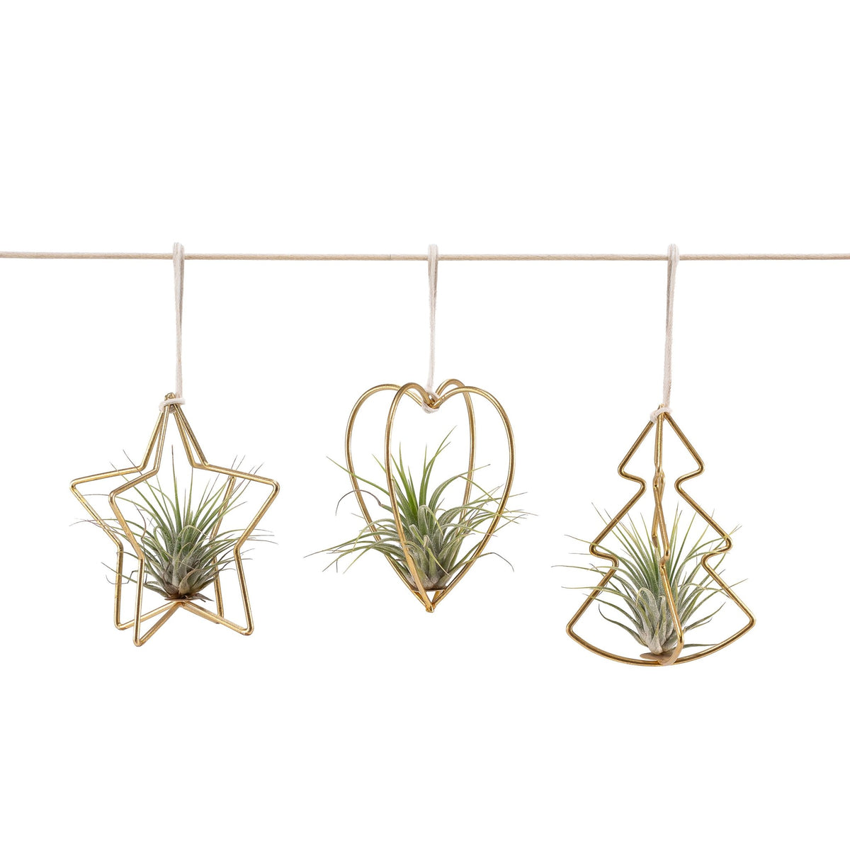 Tillansia Tree Decoration - Airplants The Horti House