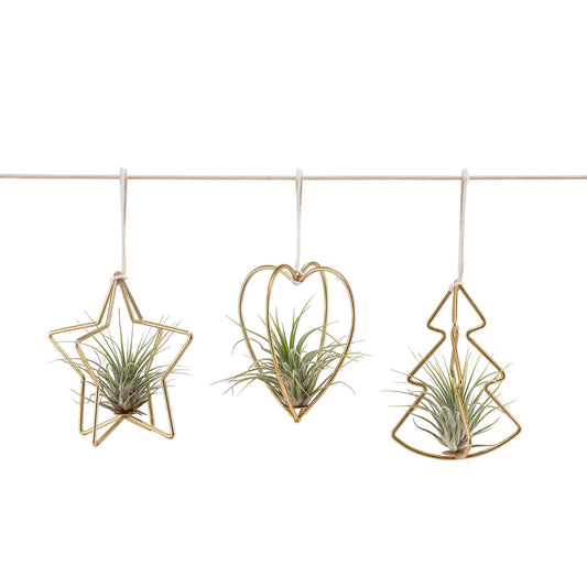 Tillansia Tree Decoration - Airplants The Horti House