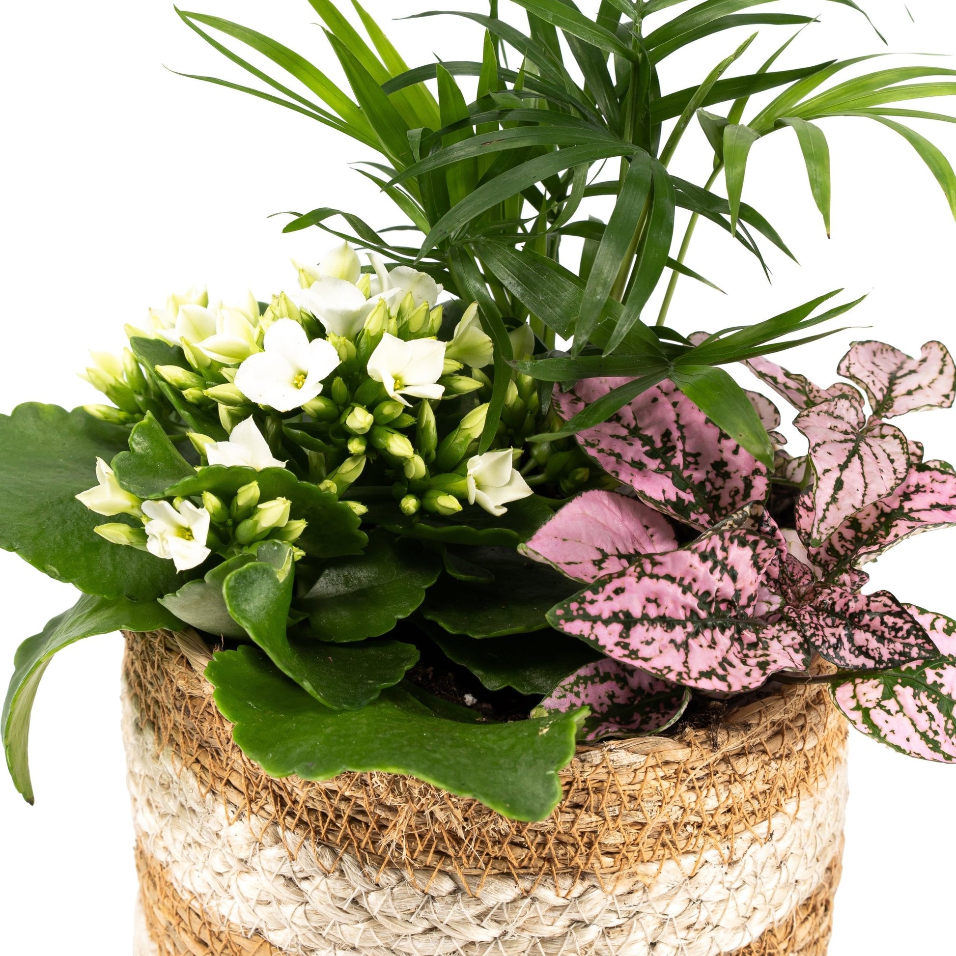 Tots Trio 12cm Basket - Green Plant The Horti House