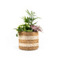 Tots Trio 12cm Basket - Green Plant The Horti House