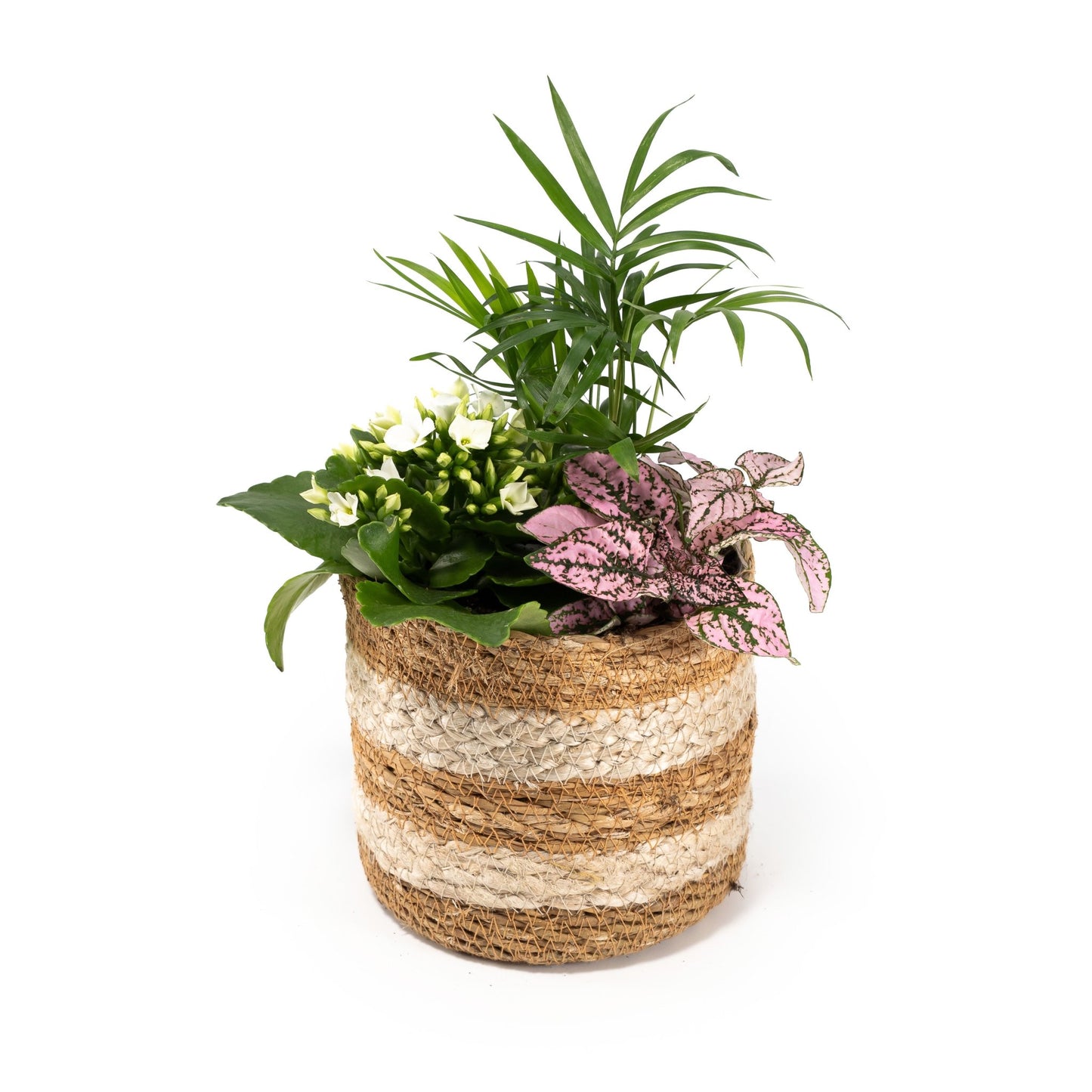 Tots Trio 12cm Basket - Green Plant The Horti House