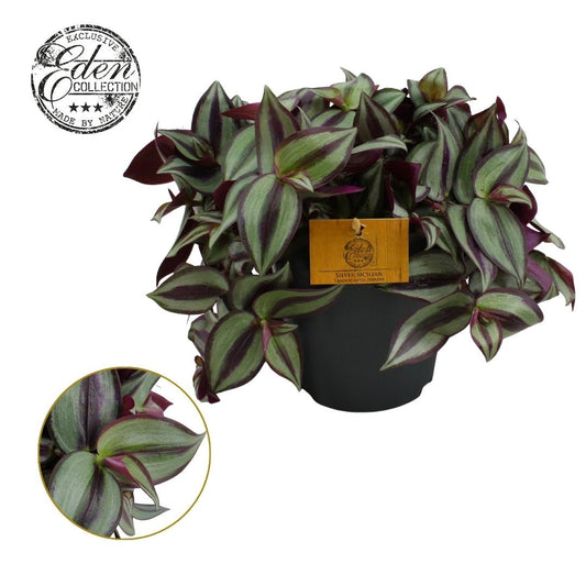Tradescantia 14cm Zebrina - Hanging The Horti House