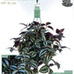 Tradescancia 14cm Hanging Mix - Hanging The Horti House