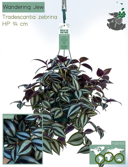 Tradescancia 14cm Hanging Mix - Hanging The Horti House