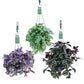 Tradescancia 14cm Hanging Mix - Hanging The Horti House