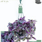Tradescancia 14cm Hanging Mix - Hanging The Horti House